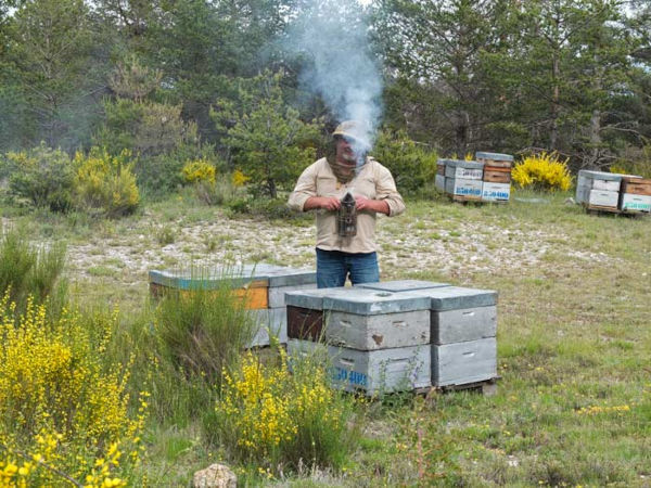 Imker und Bienenstöcke in der provenzalischen Garrigue