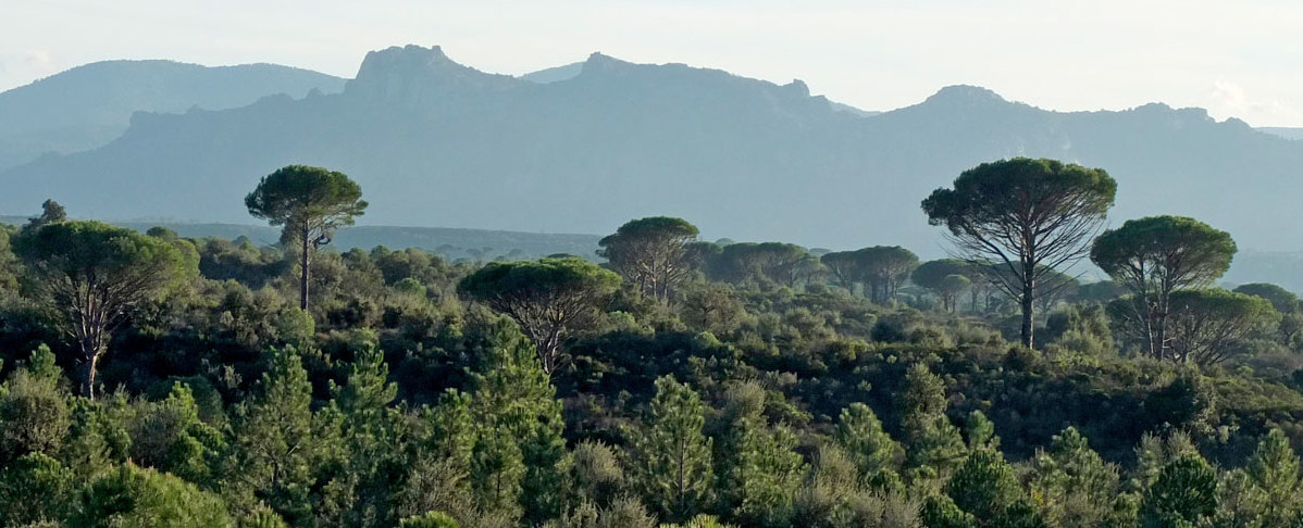 Pinienwälder und Macchia